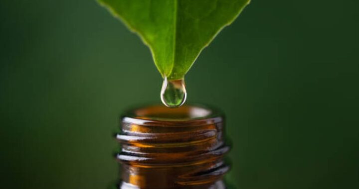What Is Koriandri? Your Complete Guide to This Versatile Herb